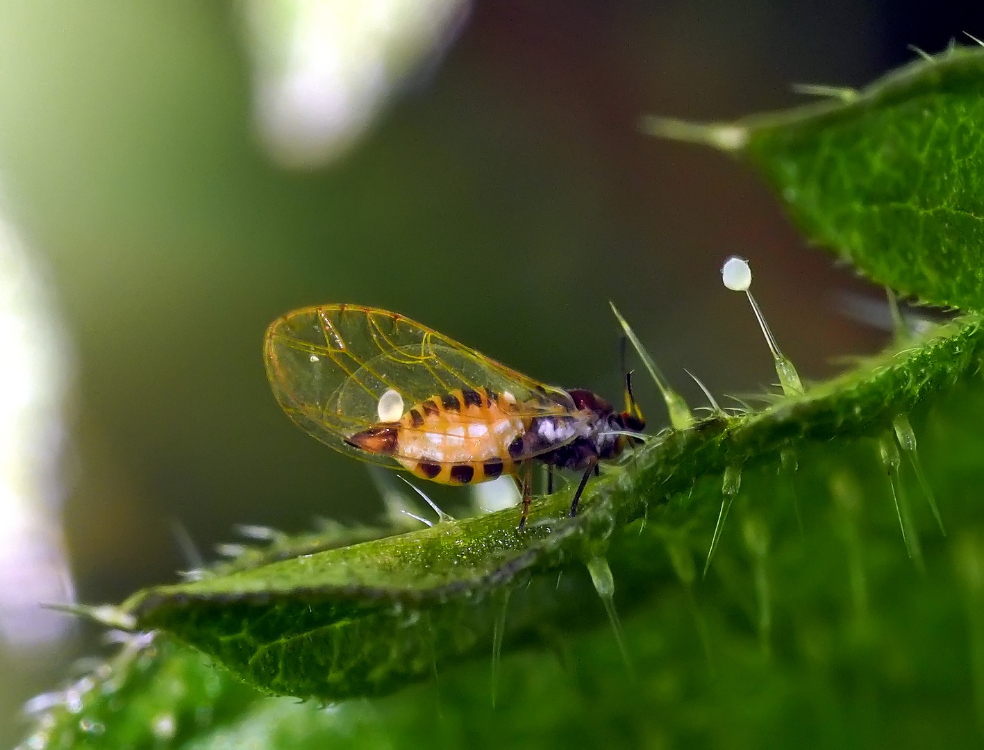 Mini-insecte: Psyllidae! * - Winzige Blattfloh (Psyllidae spec.)! *