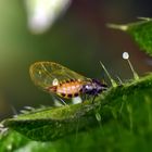 Mini-insecte: Psyllidae! * - Winzige Blattfloh (Psyllidae spec.)! *