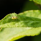 Mini Insekt