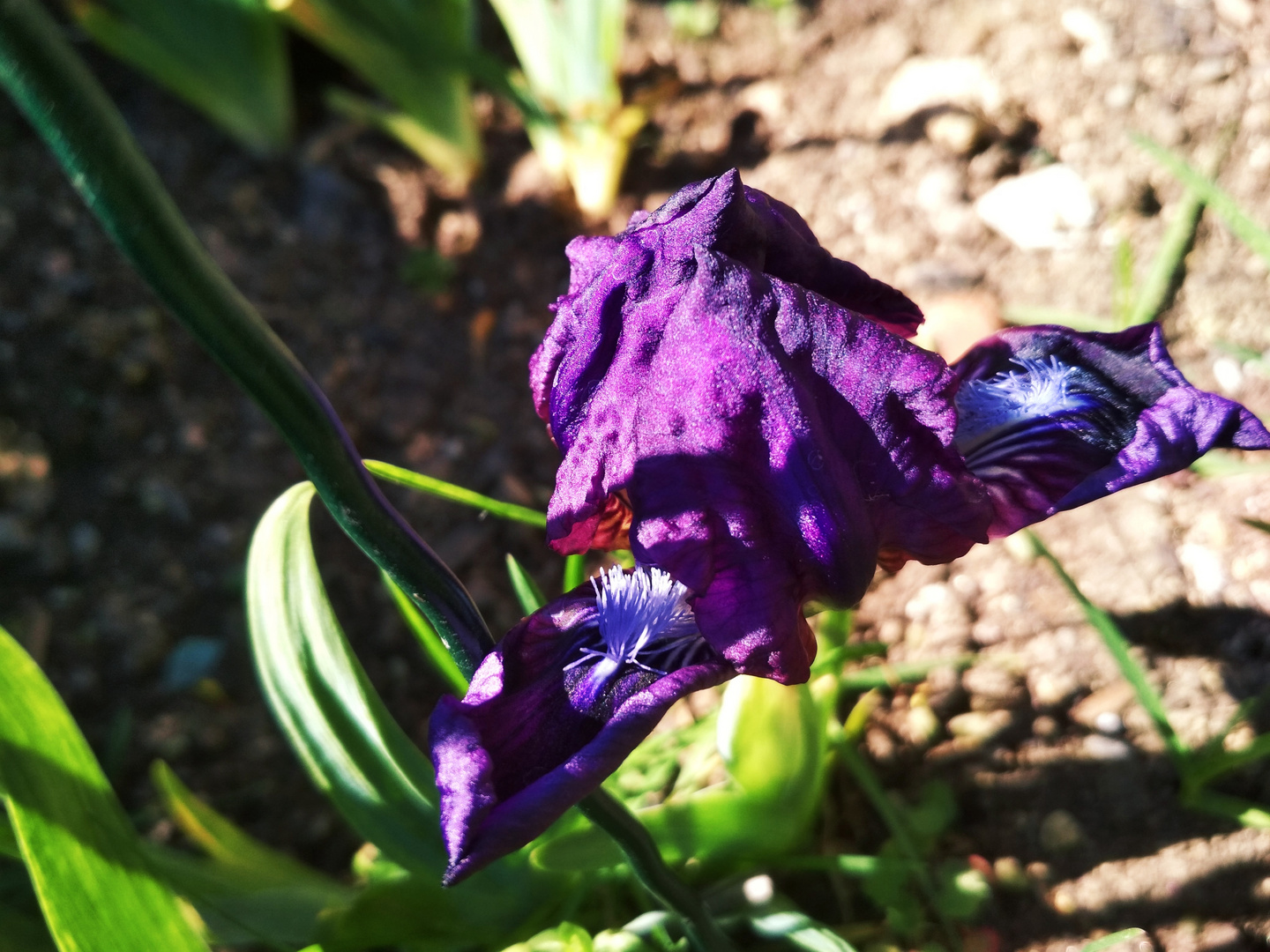 Mini iris