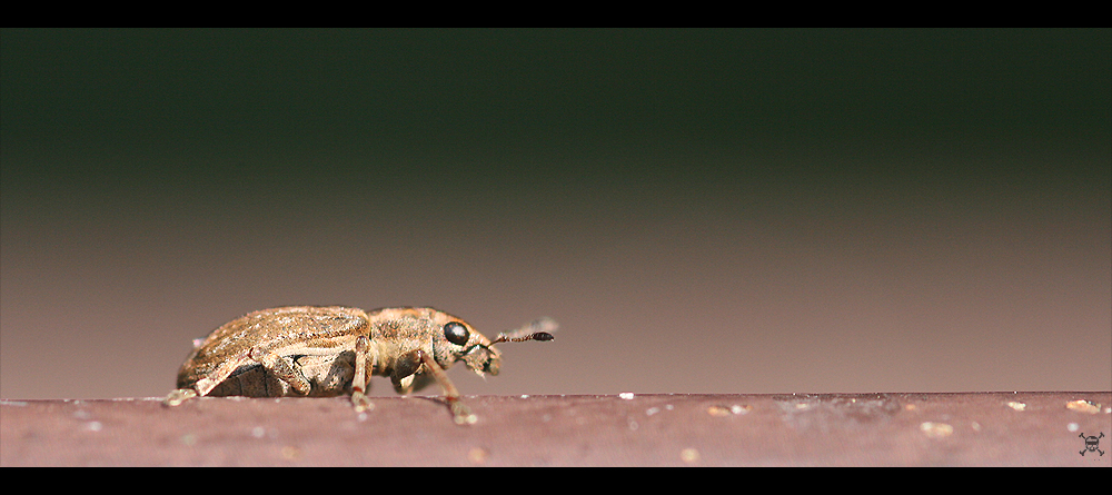 Mini-Käfer