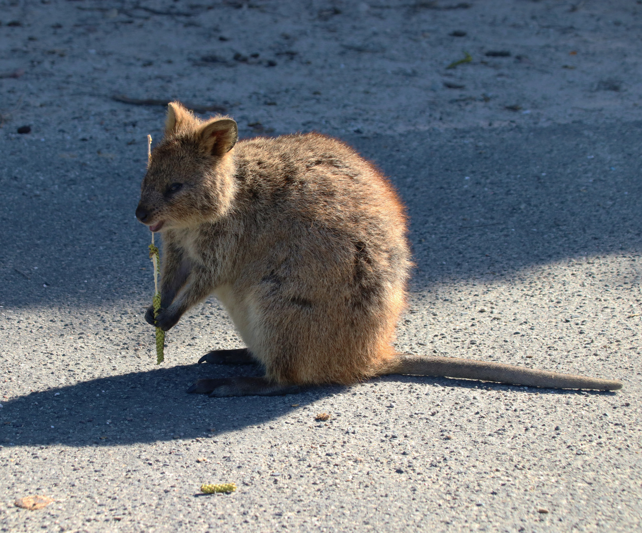 Mini-Känguruh