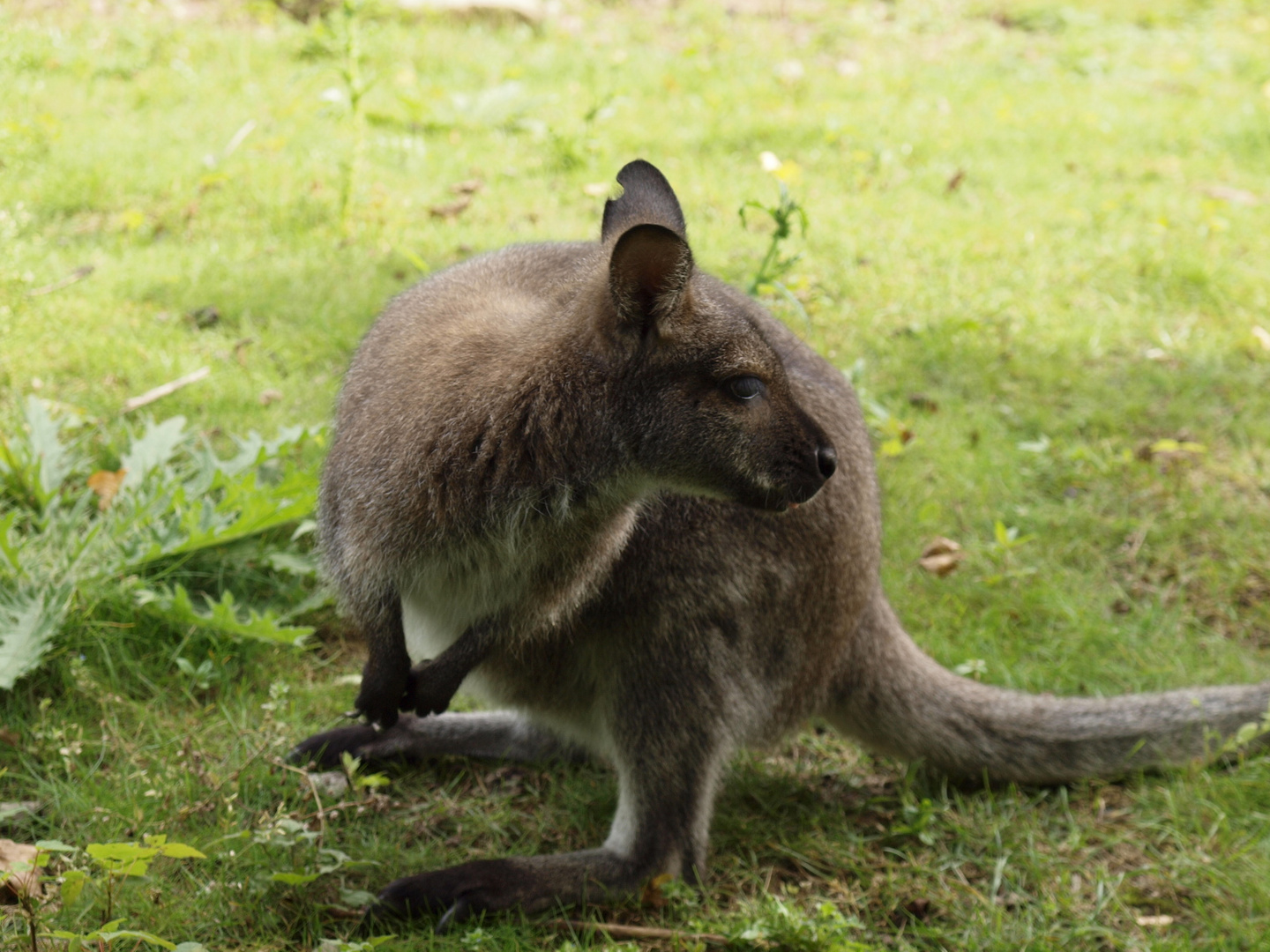 mini Kangaru