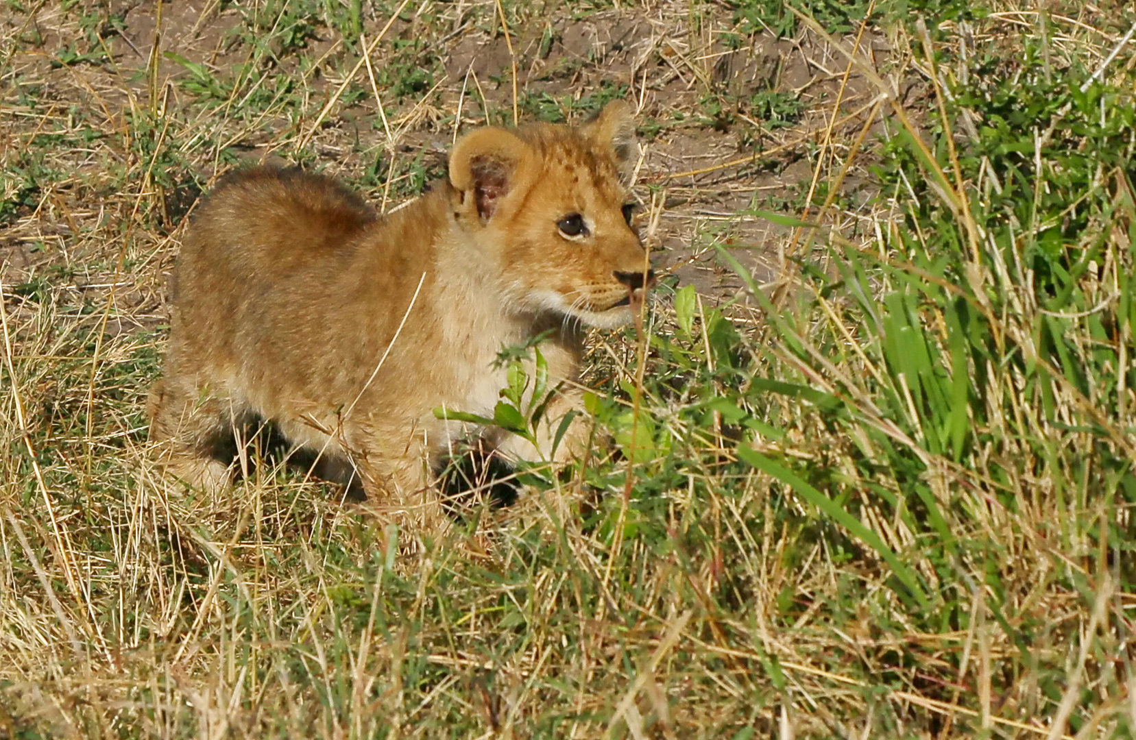 .....Mini-König der Löwen.....