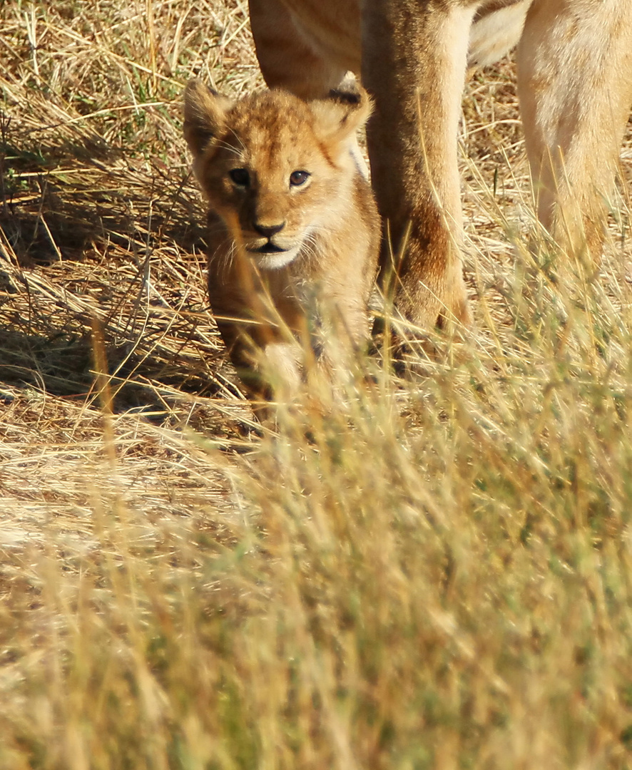 .....Mini-König der Löwen......