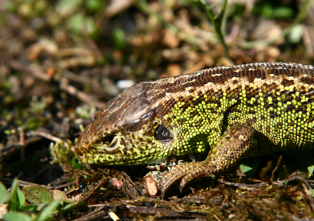 Mini-Krokodil "Zauneidechse"