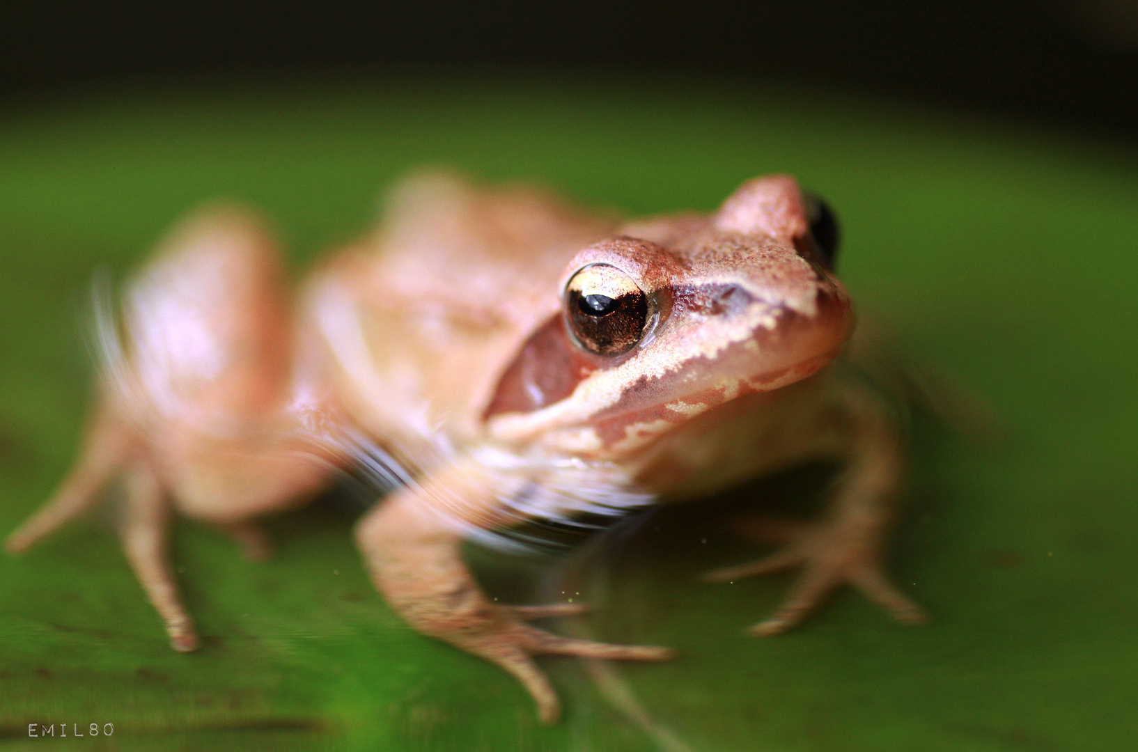 Mini Laubfrosch