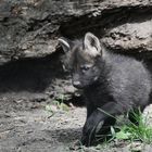 Mini- Mähnenwolf :-)