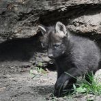 Mini- Mähnenwolf :-)