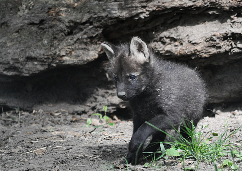 Mini- Mähnenwolf :-)