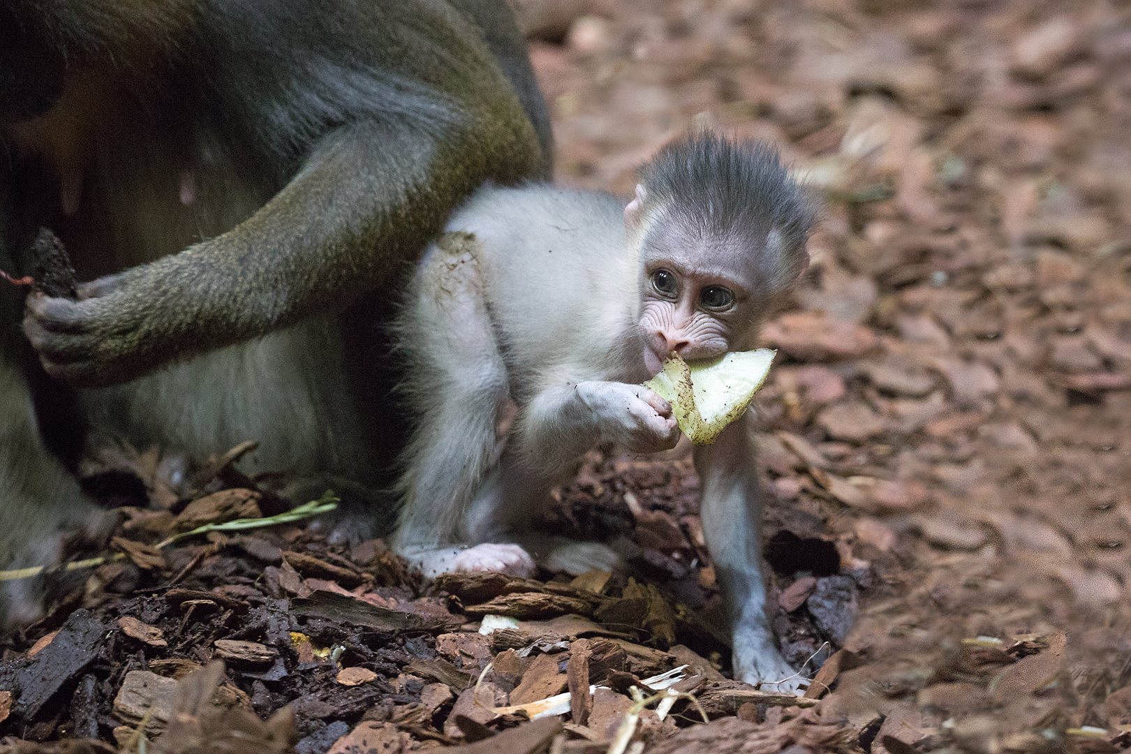 Mini-Mandrill