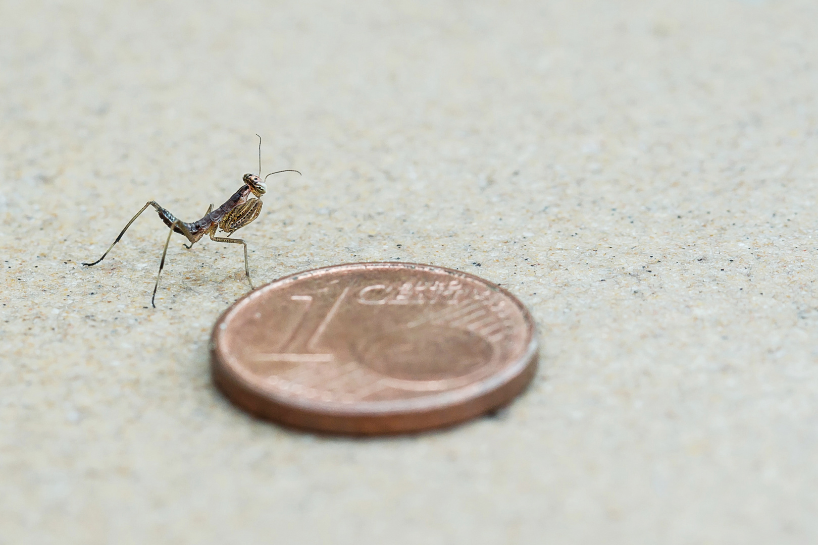 Mini Mantis