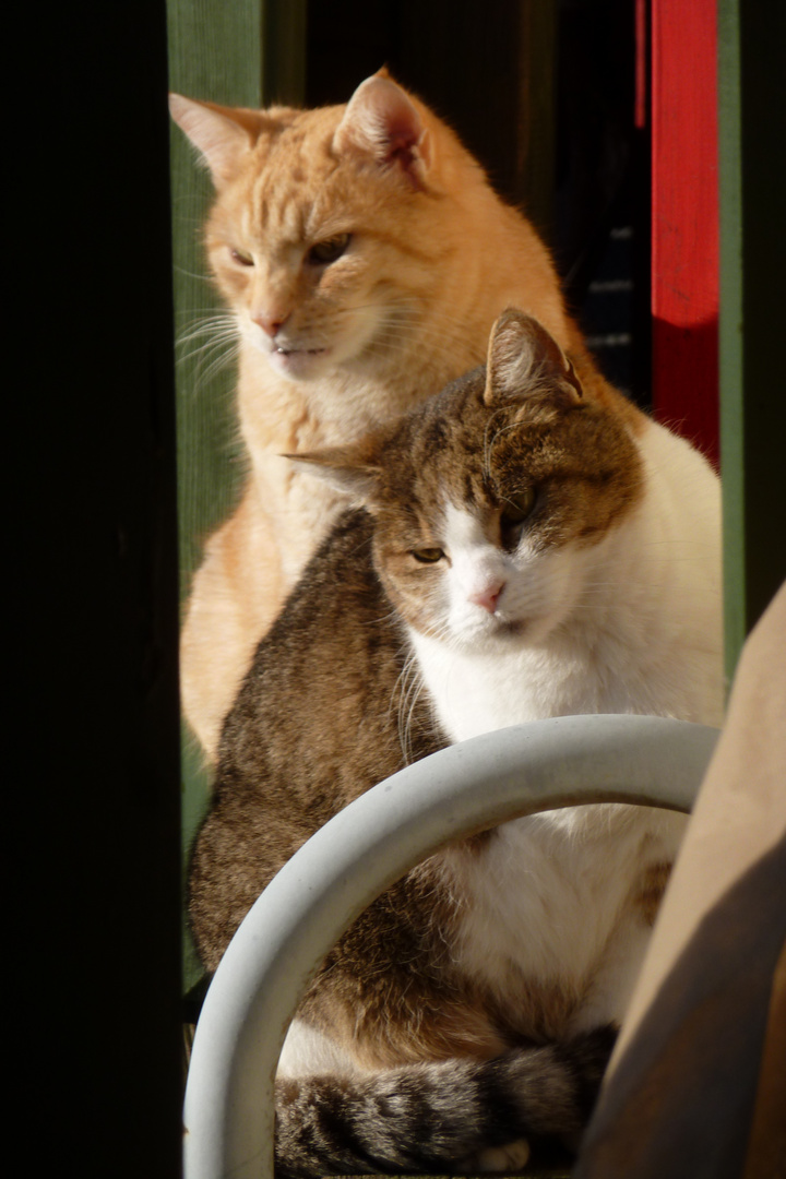 Mini & Max , zwei Freunde auf dem Weg in den Garten..