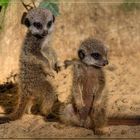 Mini Meerkats