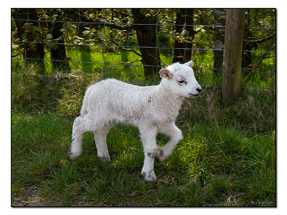 mini mini baah