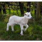 mini mini baah