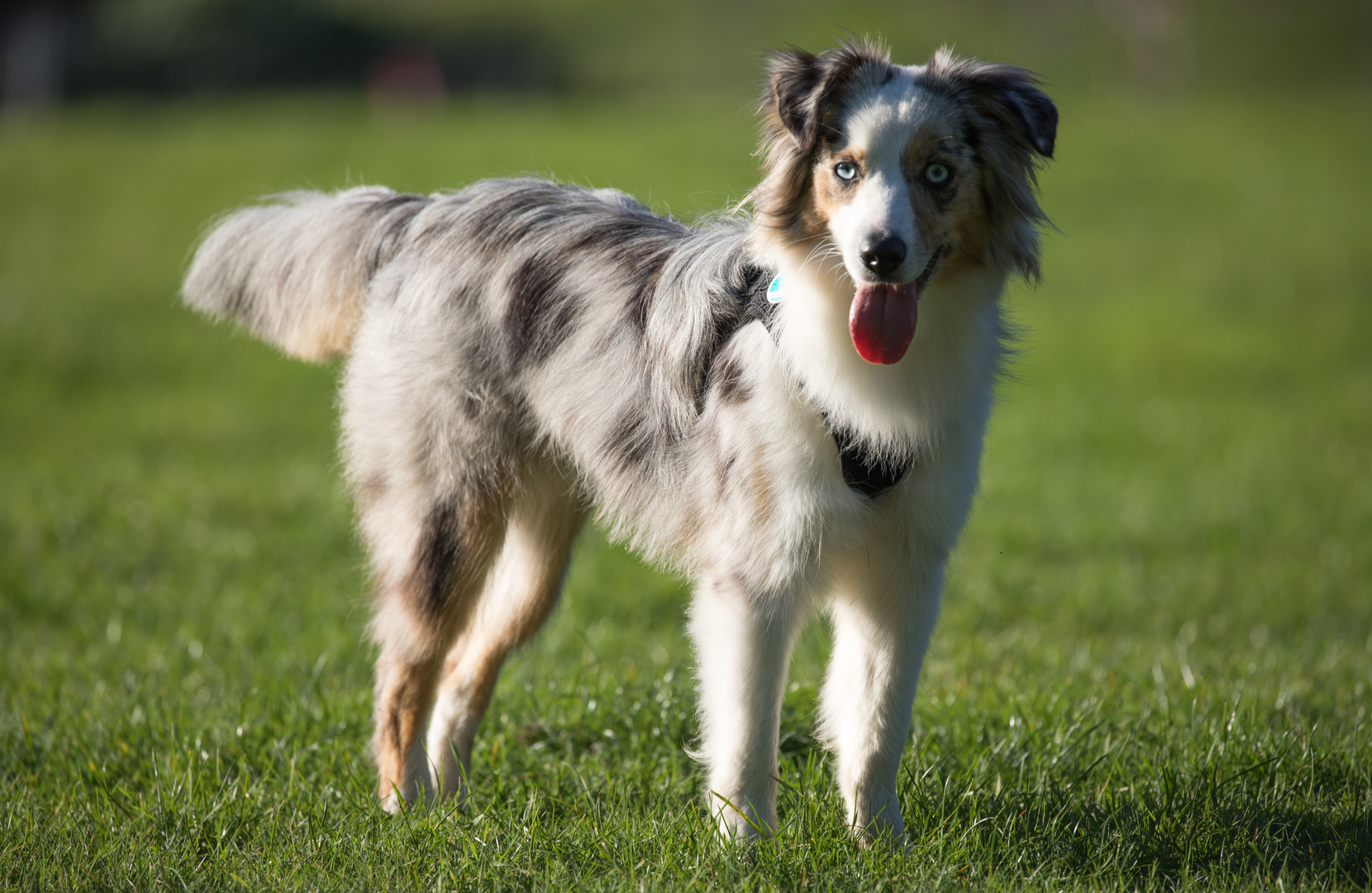 Mini Miniature Australian American Shepherd 1