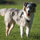 Mini Miniature Australian American Shepherd 1