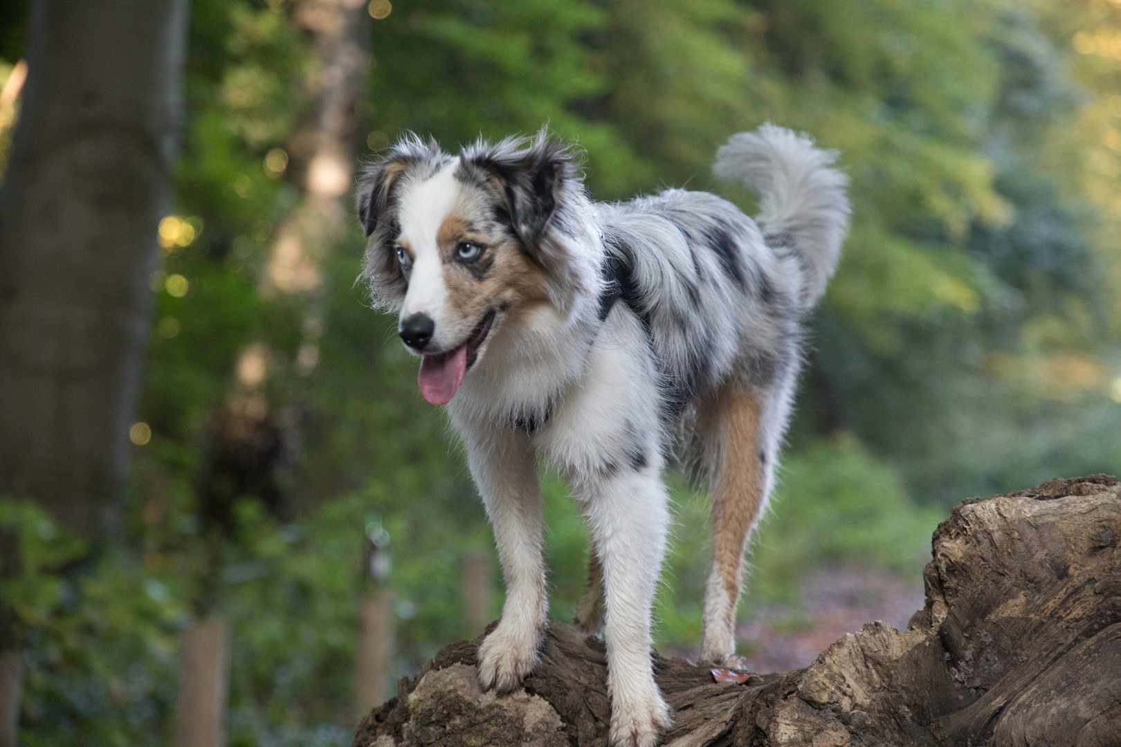 mini miniature Australian American Shepherd II