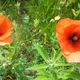 Mini Mohn!