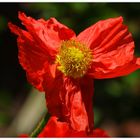 Mini Mohn