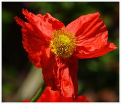 Mini Mohn