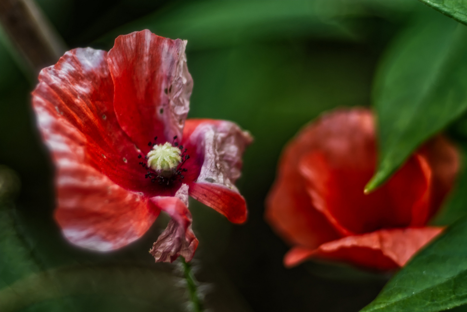 Mini-Mohn