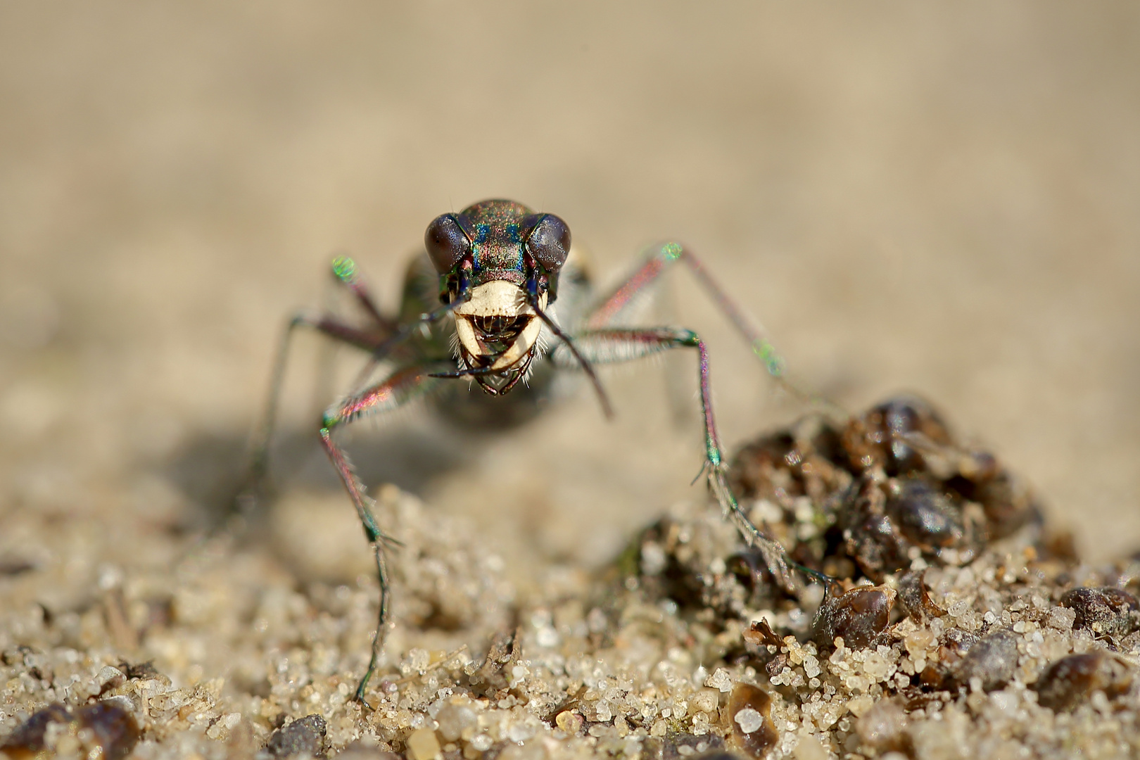 Mini-Monster der Heide-Dünen...