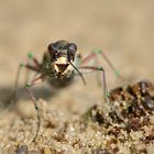 Mini-Monster der Heide-Dünen...