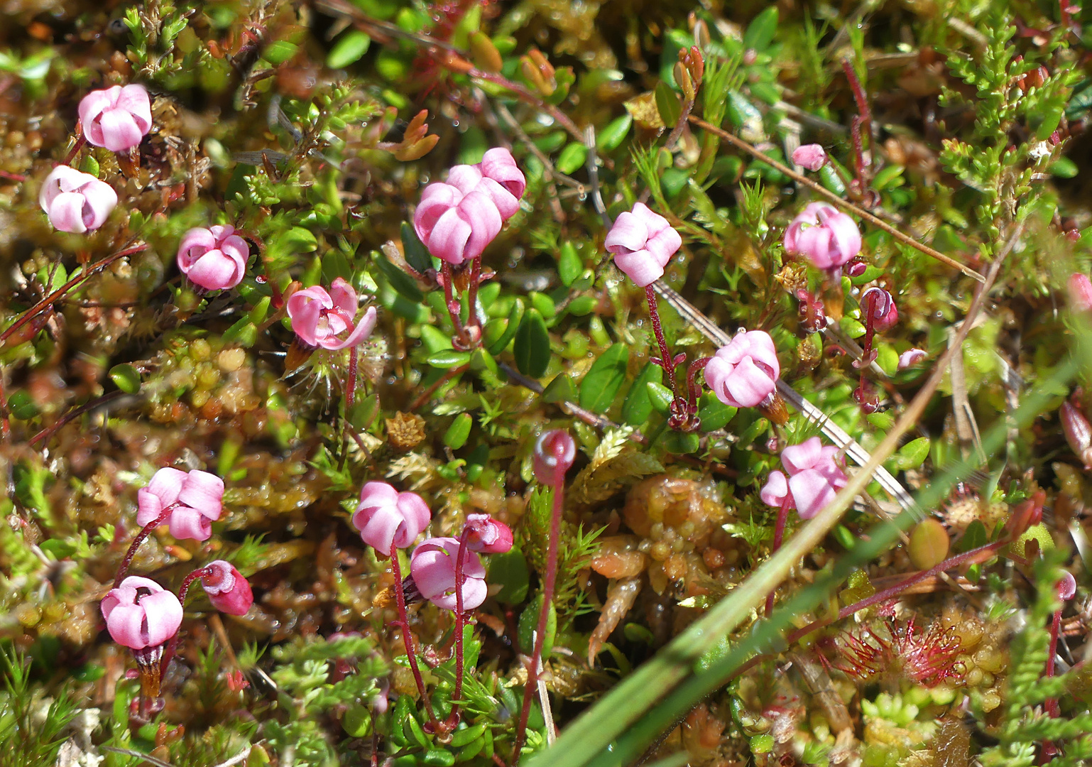 Mini Moorblümchen