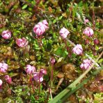 Mini Moorblümchen