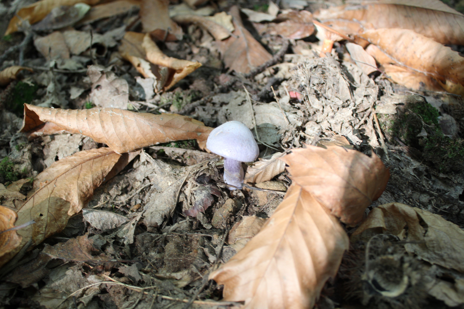 mini Mushroom