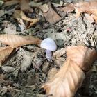 mini Mushroom