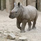 Mini Nashorn