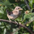 Mini-Neuntöter wartet auf Essen-Lieferung