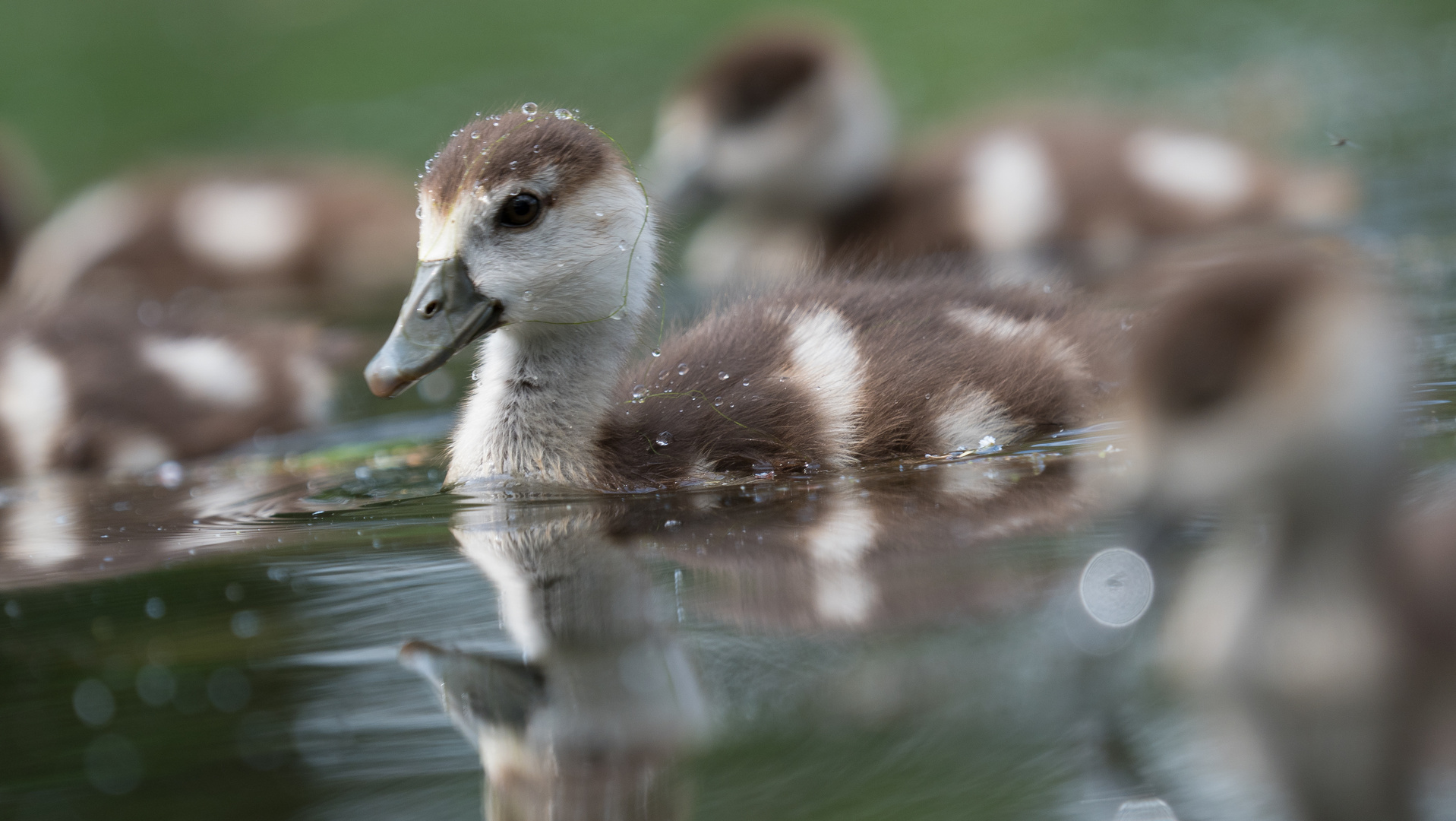 Mini Nilgänse