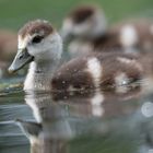 Mini Nilgänse