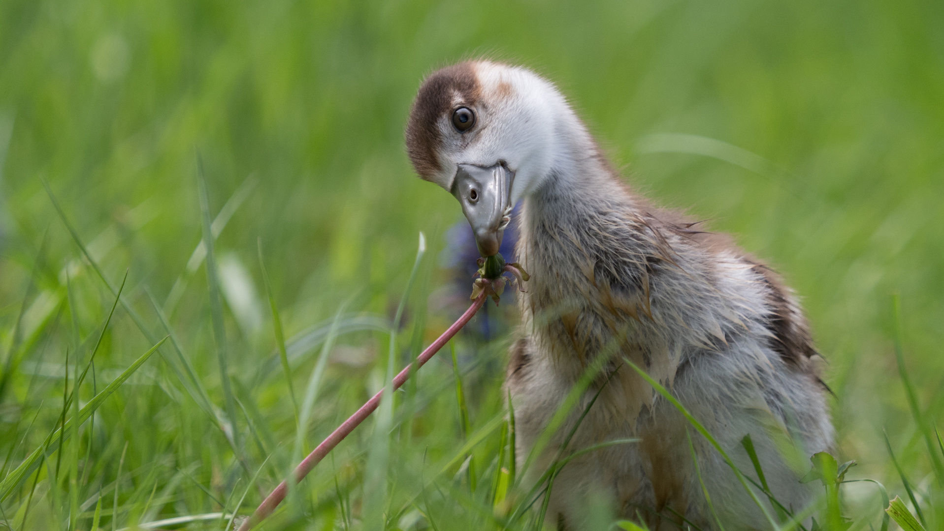 Mini Nilgänse