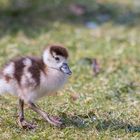 Mini-Nilgans