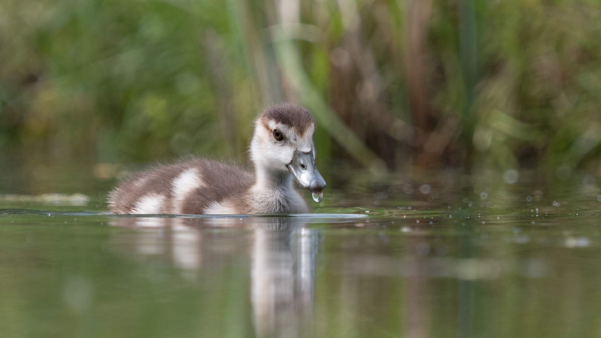 Mini Nilgans