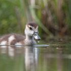 Mini Nilgans