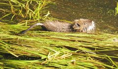 Mini-Nutria 