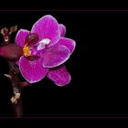 Mini-Orchide