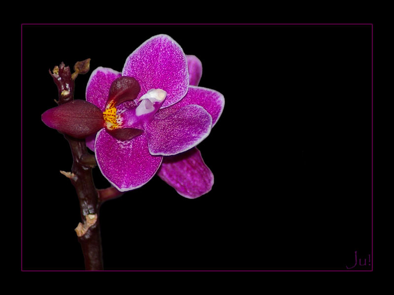 Mini-Orchide