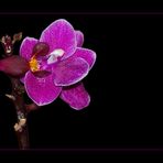 Mini-Orchide