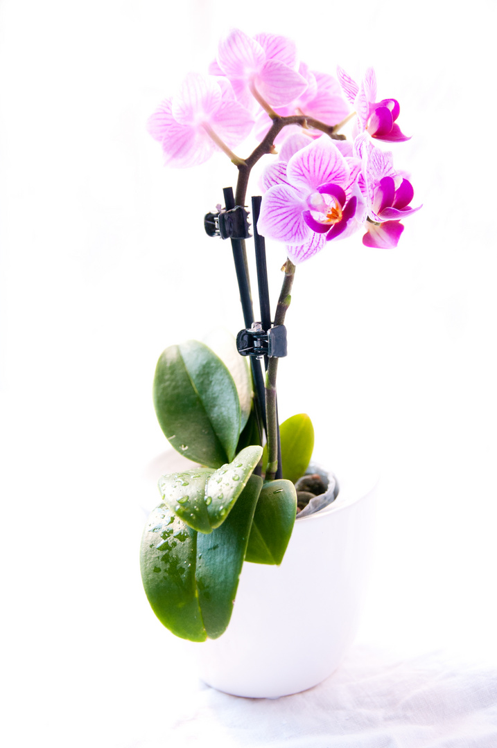 Mini-Orchidee