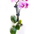 Mini-Orchidee