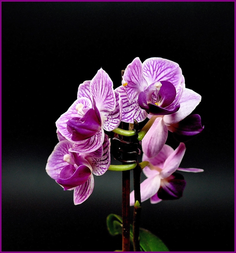 Mini-Orchidee