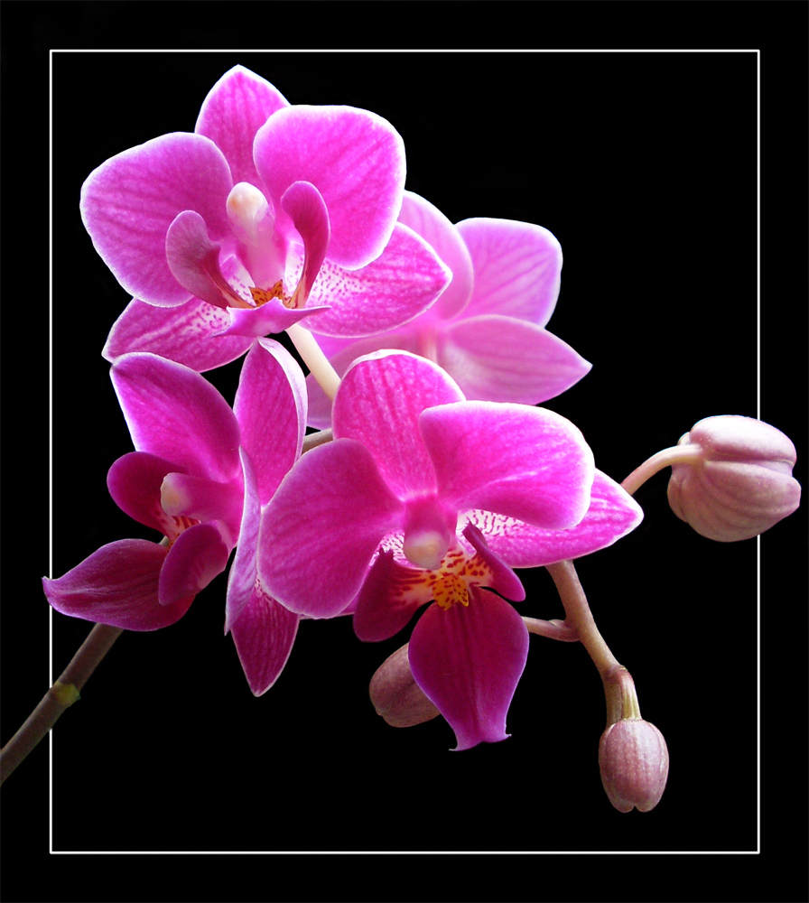 Mini-Orchidee