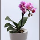 MIni Orchidee